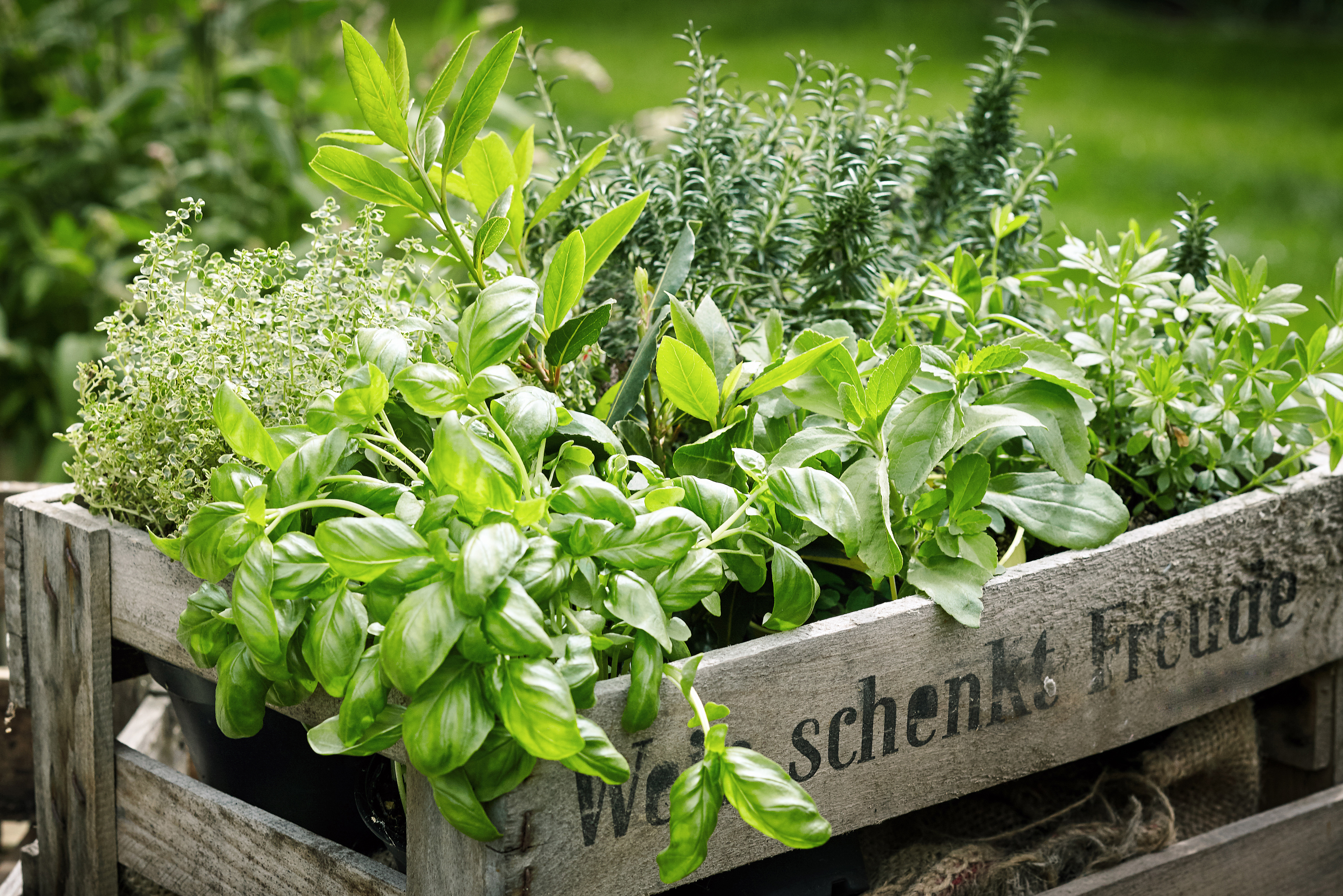 Herbs that goes well with Steak!